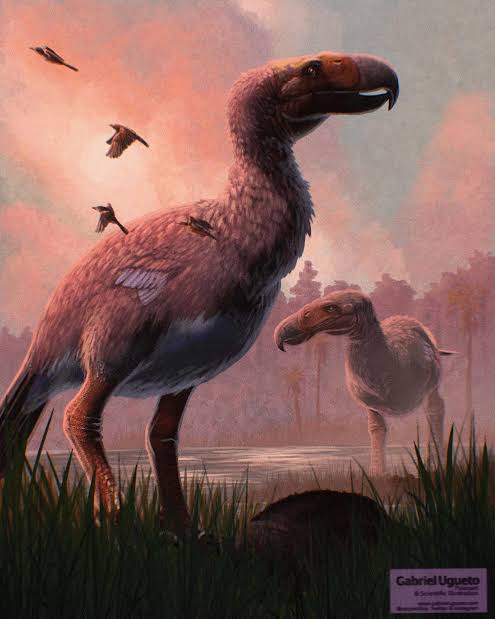 Cenozoic Fossils