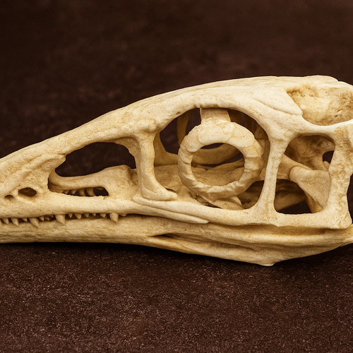 Compsognathus longipes Skull (Life-Sized)