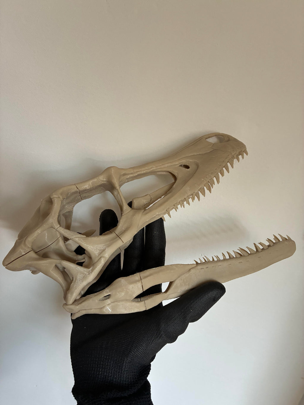 Velociraptor Mongoliensis Skull & Stand