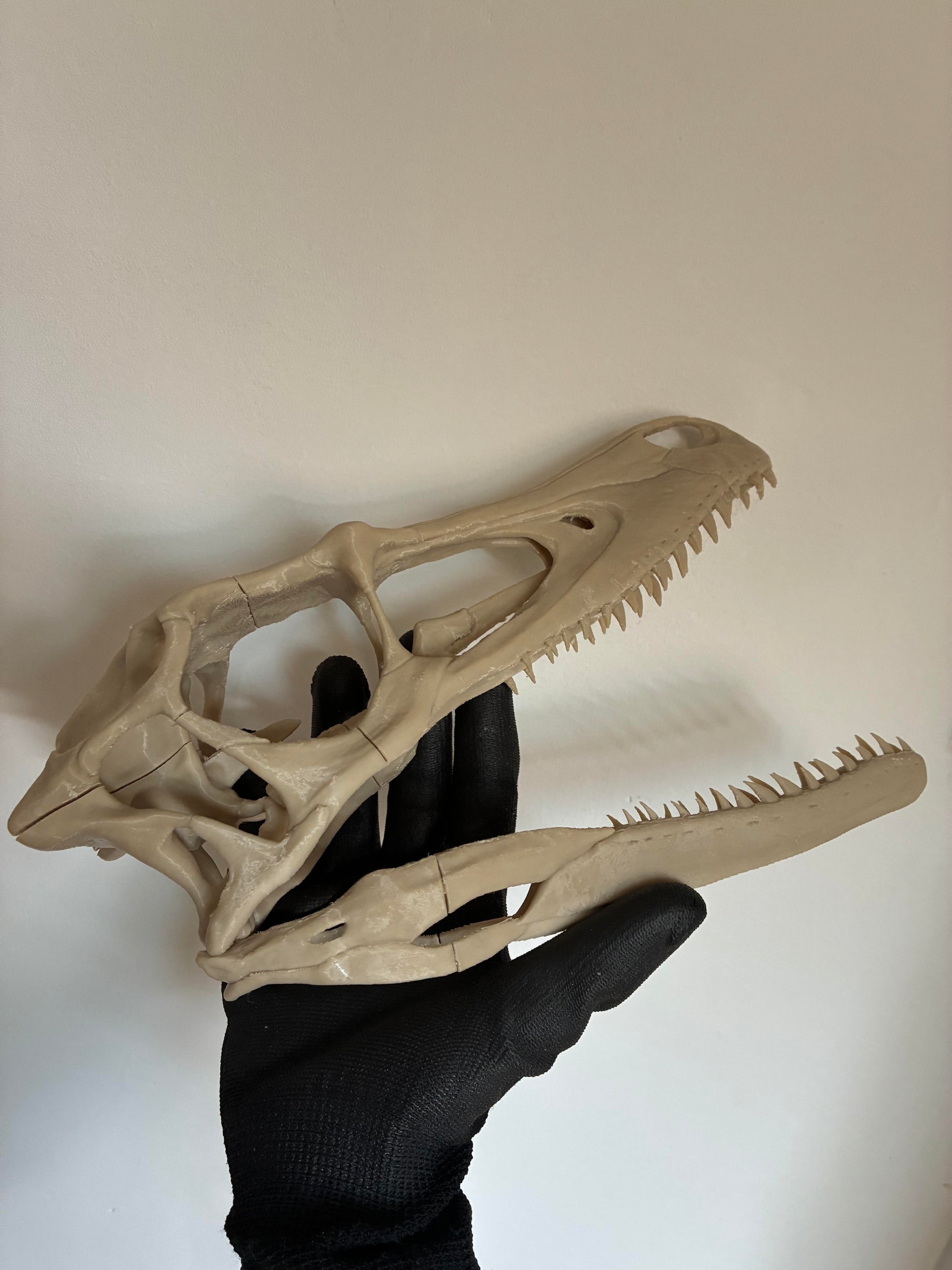 Velociraptor Mongoliensis Skull & Stand